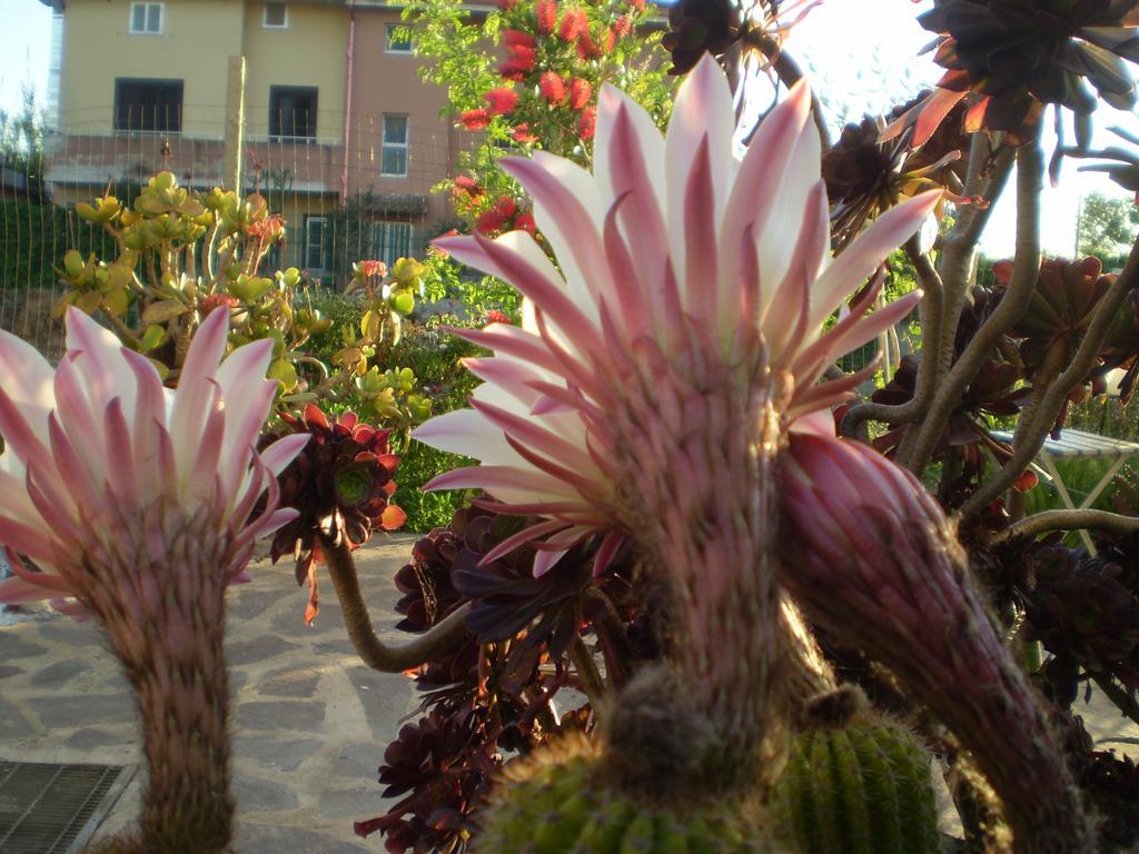 Il Giardino Di Emilio Bed & Breakfast Marrubiu Exterior photo